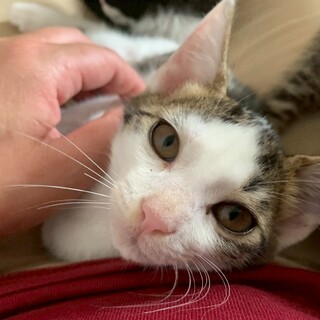 なでなで大好き♡ふくちゃん