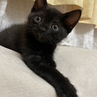 キョロリンおめめの黒猫のタンゴ