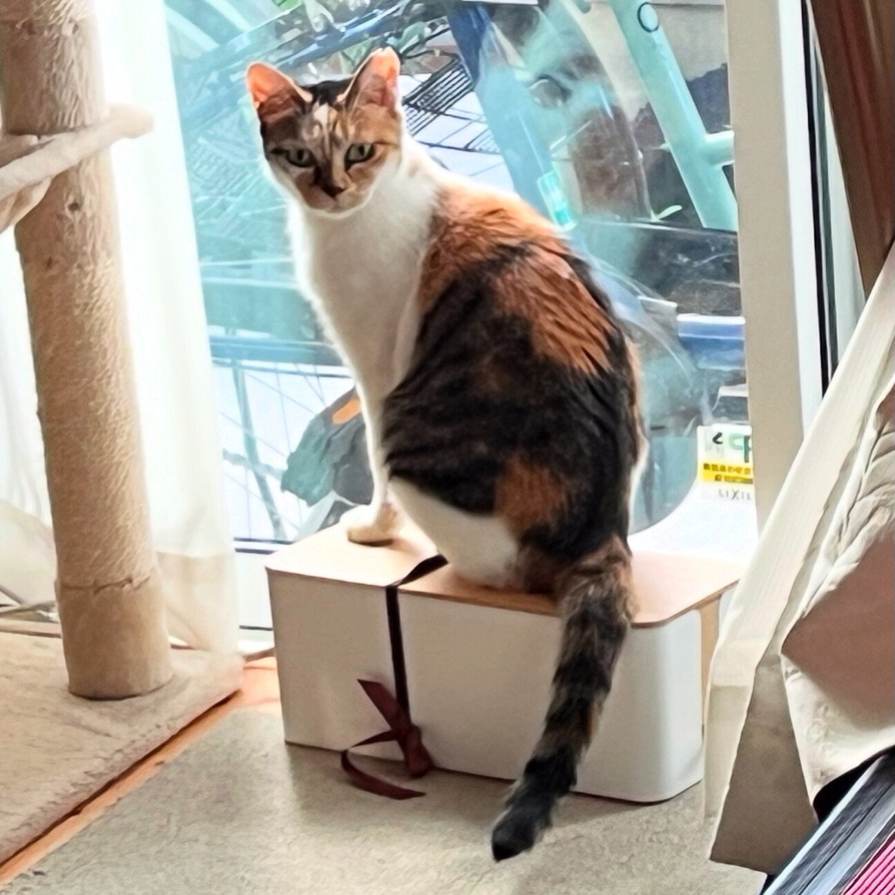 ふんばり親子猫　三毛猫 ふんばり親子猫 三毛猫 Yahoo!オークション - saf 猫 親子猫