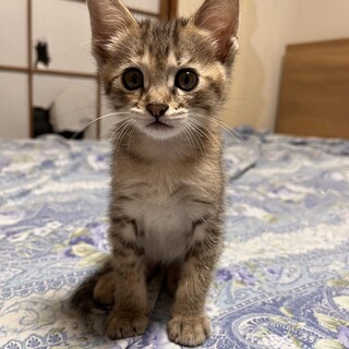 【12/28⭐️泉大津にて譲渡会】参加猫マンちゃん