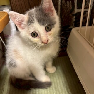 パステル三毛のまゆちゃん