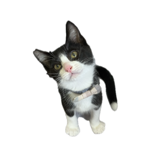 全力少年！やんちゃボウズのクーちゃん！【西脇市】