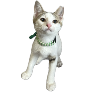 天真爛漫ガールのリーちゃん！【西脇市】