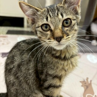 ちょっぴり怖がりなヤトくん