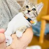 ゆっくり接して欲しいな。和歌ちゃん【西脇市】 サムネイル1