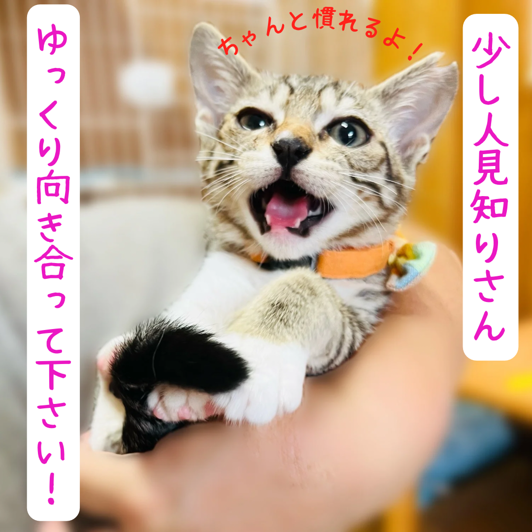 ゆっくり接して欲しいな。和歌ちゃん【西脇市】 サムネイル2