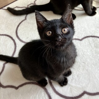 くくりくん（仲良しの きぼう と一緒に）