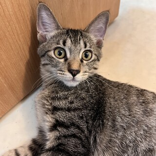 【12/28⭐️泉大津にて譲渡会】参加猫ヒロシくん