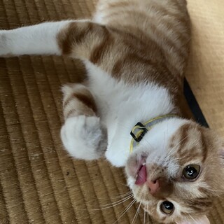 多頭飼育崩壊！猫たちの里親募集【茶助】