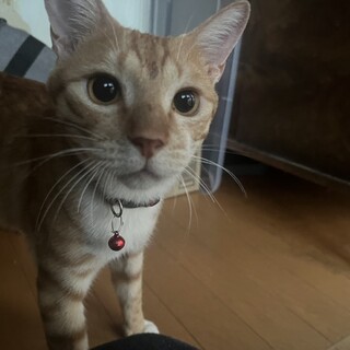 多頭飼育崩壊！猫の里親募集【つくし君】