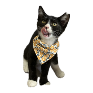 少し恥ずかしがり屋さんのゾロチーちゃん！【西脇市】