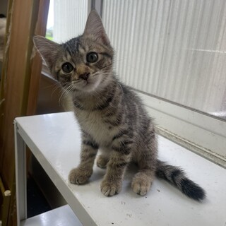 （里親様決定）イケメンやんちゃ　キジ男の子