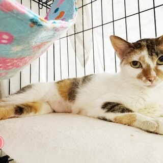 逞しく優しい母猫なっちゃん