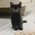 （里親様決定）おっとり、控えめ　黒猫女の子