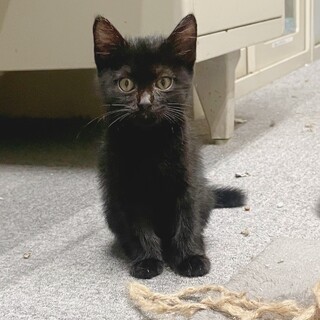 （里親様決定）おっとり、控えめ　黒猫女の子