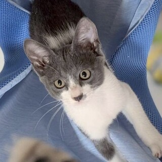 【8/24⭐️泉大津にて譲渡会】参加猫コウタくん