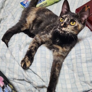 【11/30⭐️泉大津にて譲渡会】参加猫むぎちゃん