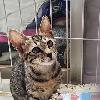 【8/24⭐️泉大津にて譲渡会】参加猫ルチアちゃん