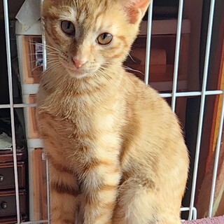 【3/22⭐️泉大津にて譲渡会】参加タイガーくん