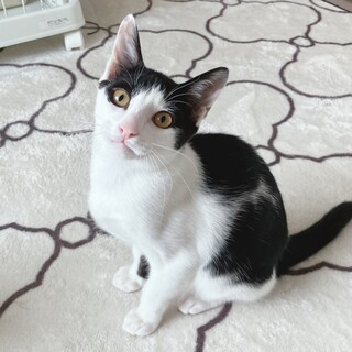 福くん（仲良しの ちょこ と一緒に）