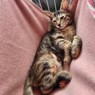 【8/24⭐️泉大津にて譲渡会】参加猫マリンちゃん