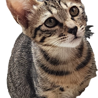 【3/22⭐️泉大津にて譲渡会】参加猫アクアくん