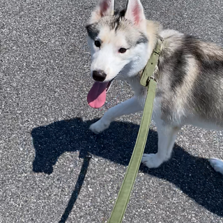 人懐っこい元気なハスキーの男の子です