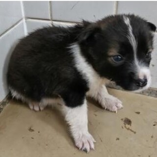 緊急！一般譲渡優先期間8月20日まで