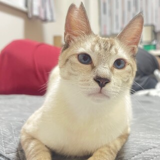 シャムMIXえのきくん