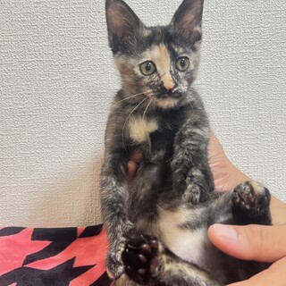 サビ柄女の子あんちゃん