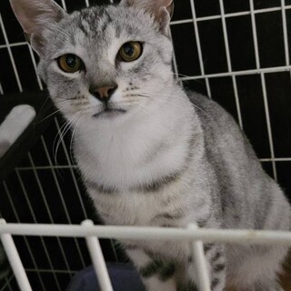 アメショ風男の子ライくん