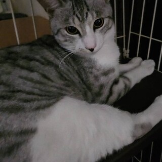 サバトラギンくん里親募集！