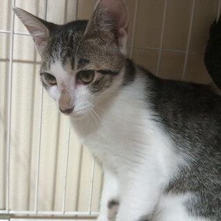 白サバトラ　美猫グリーンの瞳　女の子4ヶ月