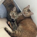 家族が飼育困難になり手放されることになった子達
