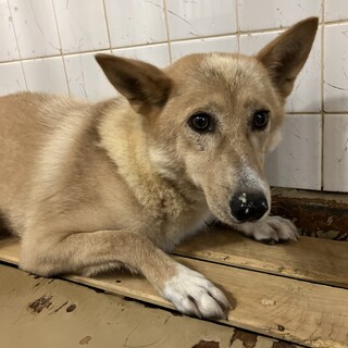 殺処分対象❗️収容期限8/21迄❗️延長なし