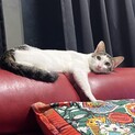 3匹のオス猫の里親さん募集！！