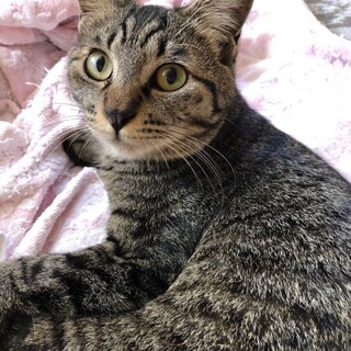 ひとりっ子ライフ希望のカブちゃん