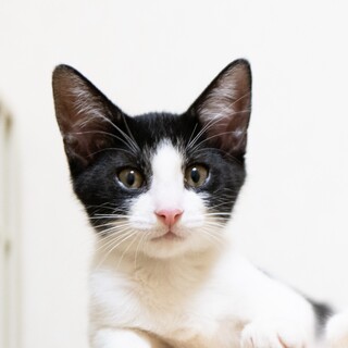 8/17高田馬場★ろーるくん★容姿も性格も◎