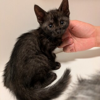 おめめキラキラ☆薄クロの男の子