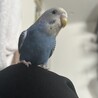 たおて