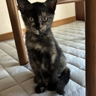 知的な雰囲気　可愛いサビ柄女の子