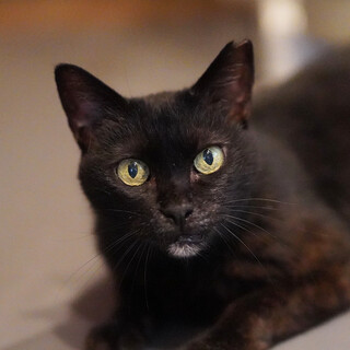 10/19高田馬場★あゆちゃん★甘えん坊ボブテイル