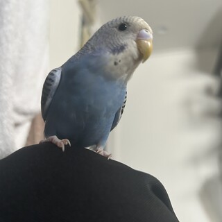 セキセイインコ(生後半年)