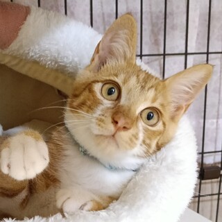 8/17高田馬場★チャロくん★甘え上手に変身中