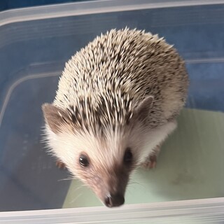 ハリネズミの男の子