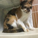 かわいいミケちゃんです