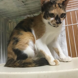 かわいいミケちゃんです