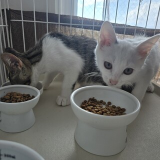 元気な子猫里親募集中