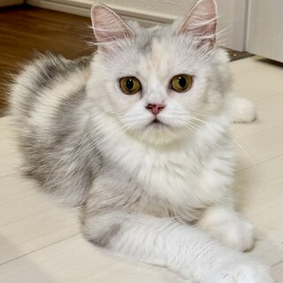 ミヌエット女の子????里親さま募集