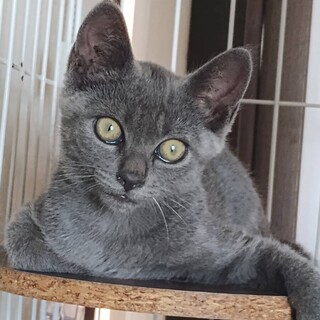 人馴れ抱っこOKグレーの仔猫ちゃん♡
